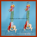 Vivd Comprehensive Presentation of Natural Function of Soft Spine Model